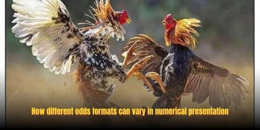 Wala Rooster Odds