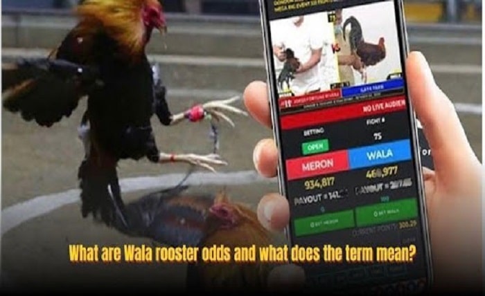Wala Rooster Odds